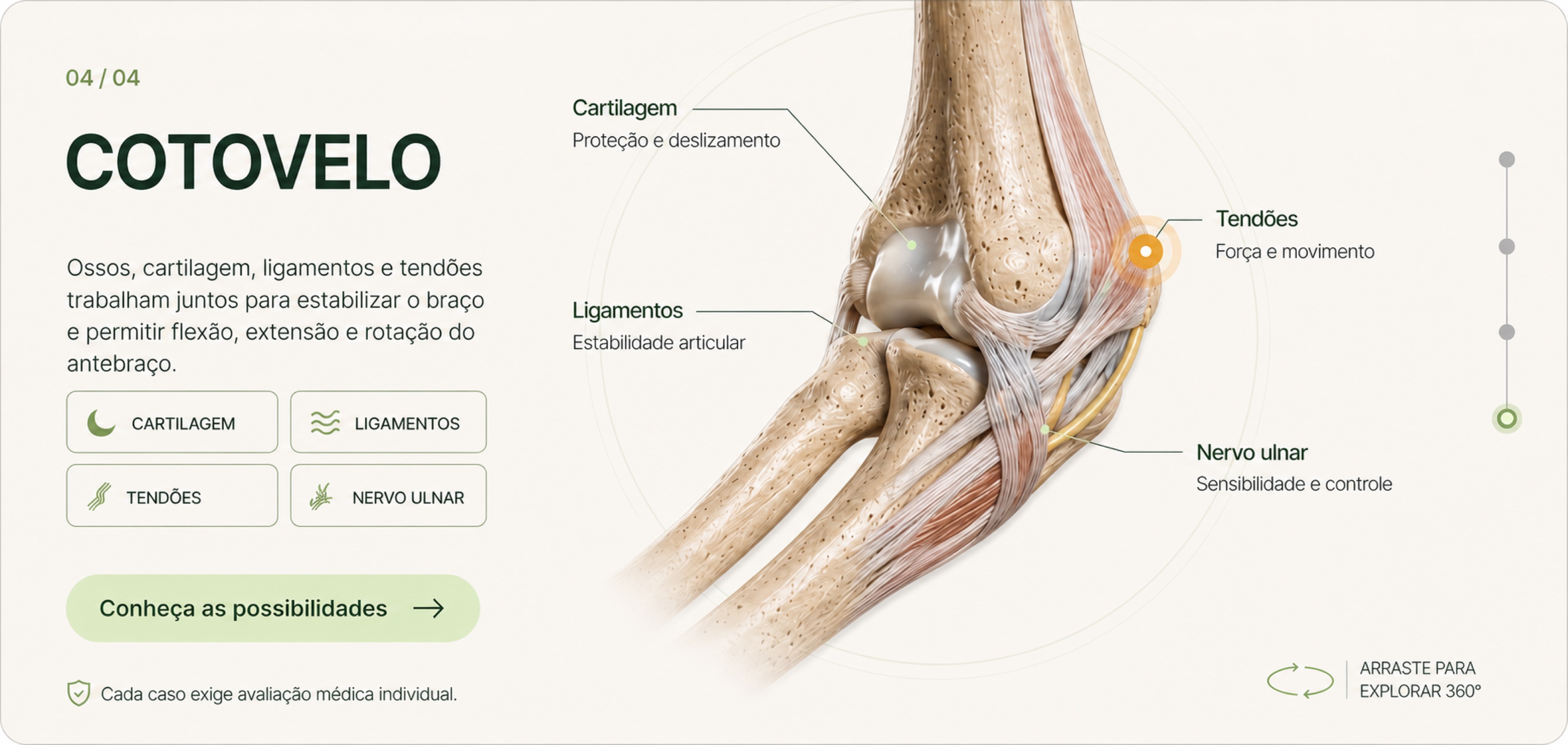 Anatomia do cotovelo: cartilagem, ligamentos, tendões e nervo ulnar