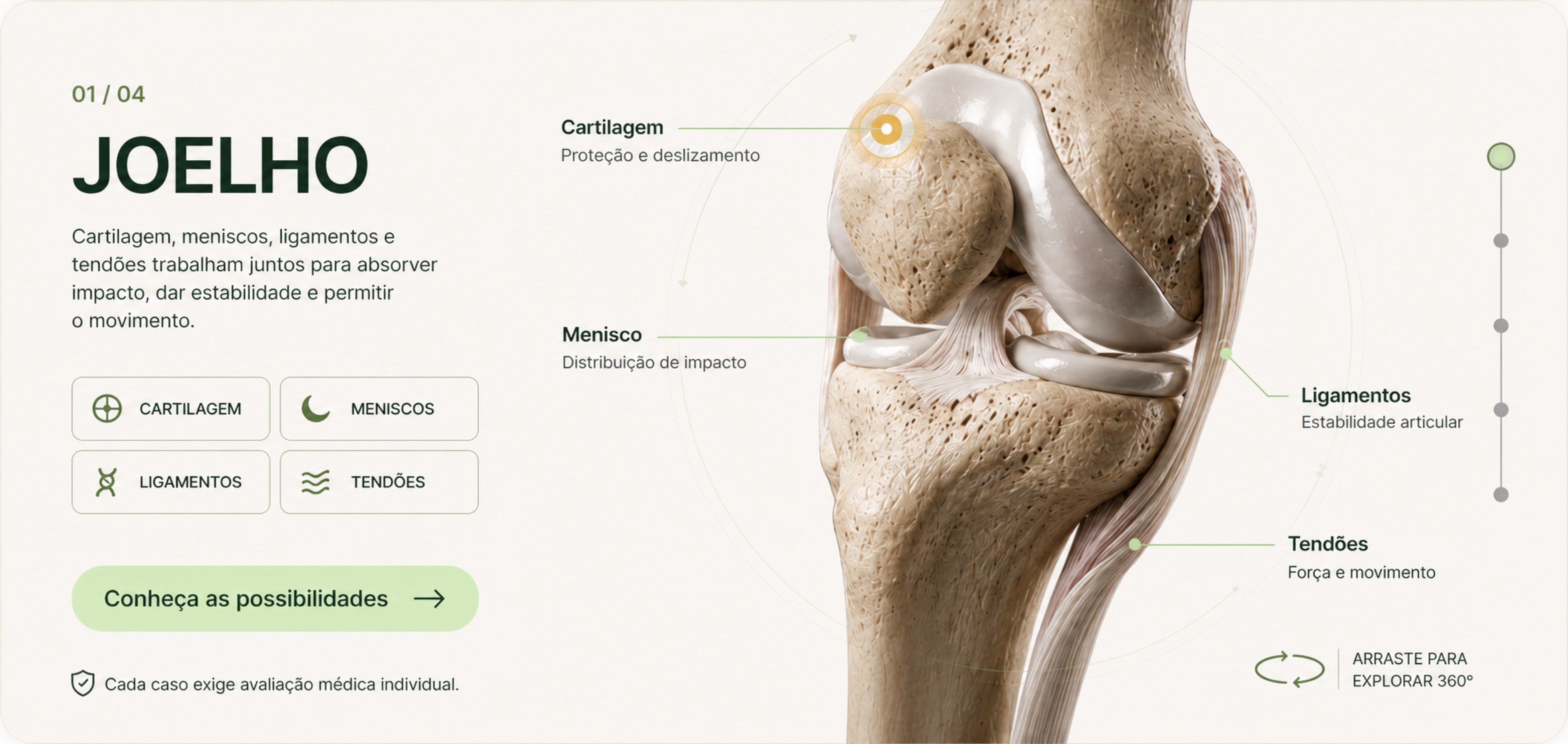 Anatomia do joelho: cartilagem, meniscos, ligamentos e tendões