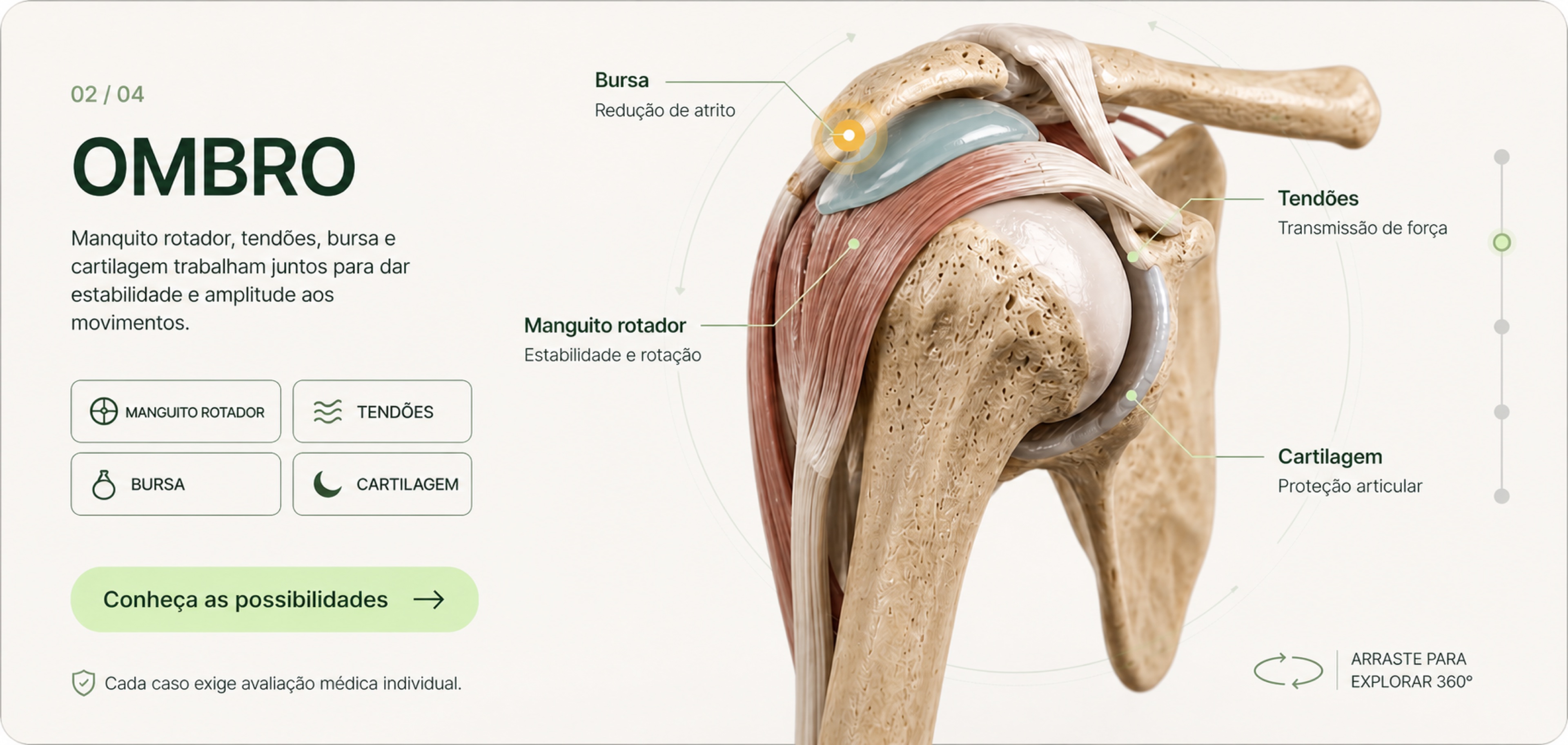 Anatomia do ombro: manguito rotador, tendões, bursa e cartilagem
