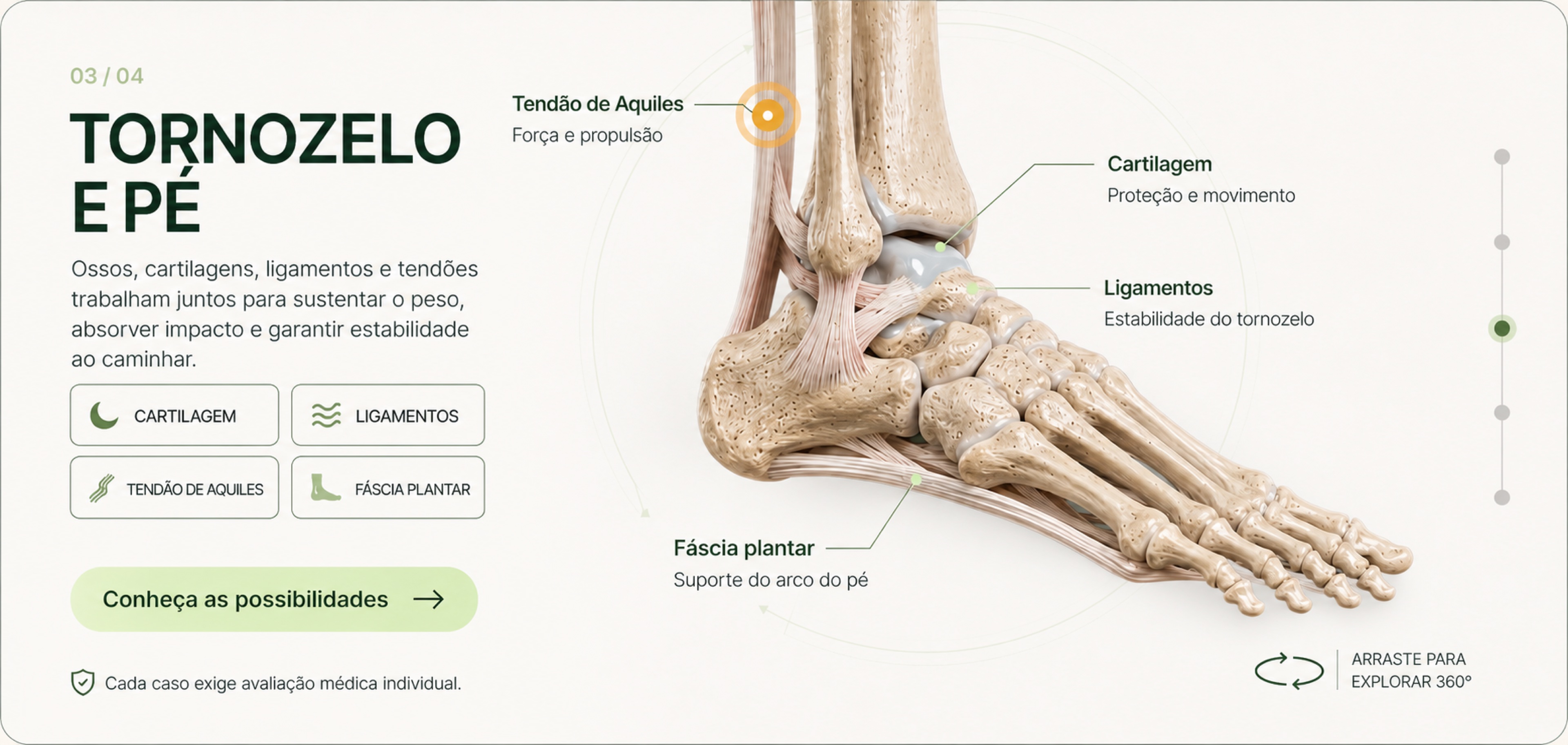 Anatomia do tornozelo e pé: tendão de Aquiles, cartilagem, ligamentos e fáscia plantar